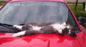 10 gatti che sostano nel posto sbagliato (FOTO)