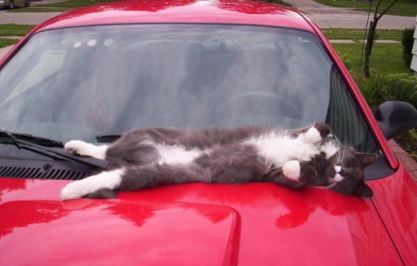 gatto sul cofano di un auto