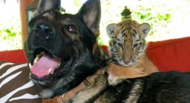 Igor il pastore tedesco che adotta animali selvatici (VIDEO)