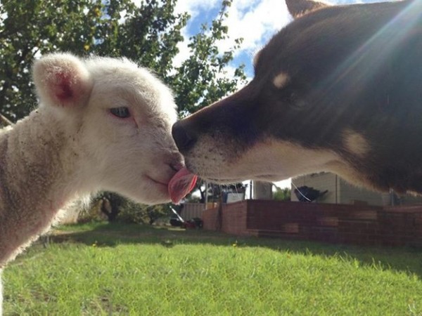 pecora e cane