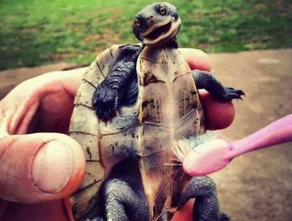 piccola tartaruga viene spazzolata