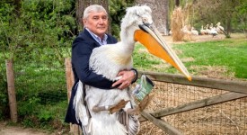 Un dalmatico per amico: pellicano adottato da un professore