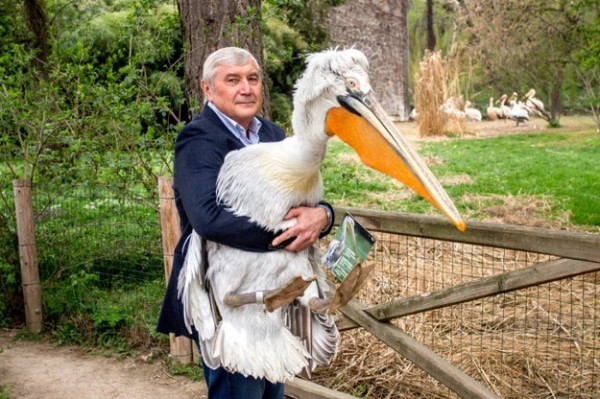 Un dalmatico per amico: pellicano adottato da un professore