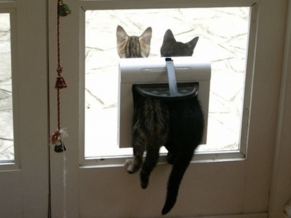 2 gatti nella feritoia della finestra