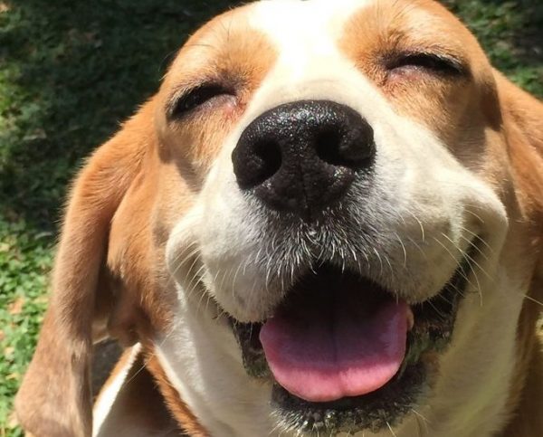 Beagle felice