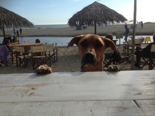 BauBeach, alla spiaggia per cani l'estate è già arrivata