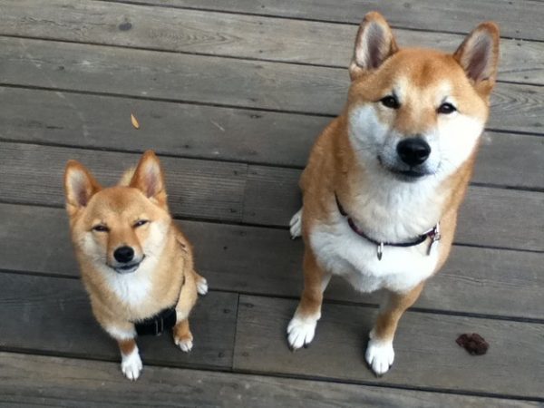 Due Shiba