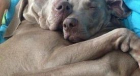 10 adorabili animali con i loro migliori amici (FOTO)