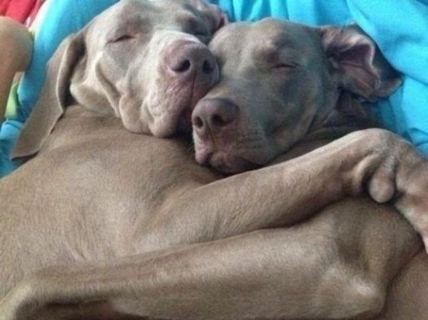 Due cani abbracciati