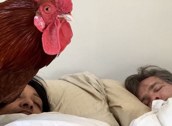 P-Blizzard, il gallo di famiglia che detta legge in casa