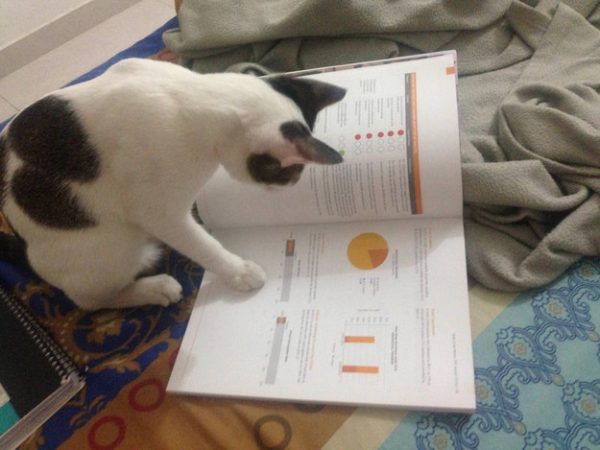 Gatto con zampa poggiata su un libro