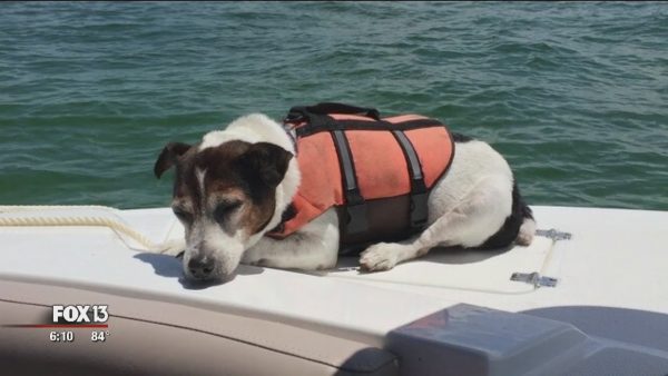 Jack Russell Jägermeister, 3 ore a mollo nell'oceano (VIDEO)