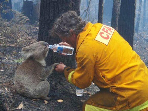 Koala beve dalla mano di un pompiere