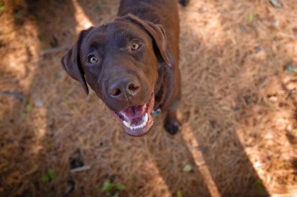 Labrador cioccolata