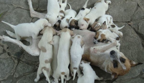 Mamma cagna con cuccioli