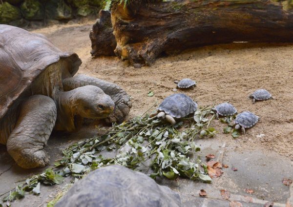 Tartaruga con i suoi neonati