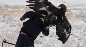 10 animali che amano essere paparazzati (FOTO)