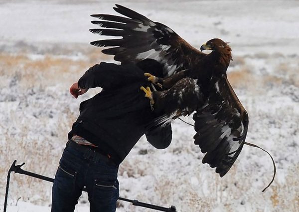 aquila aggredisce uomo