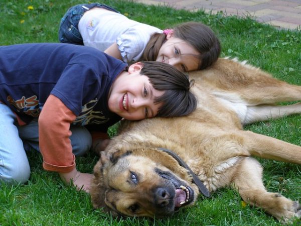 bambini e cane lupo sul prato