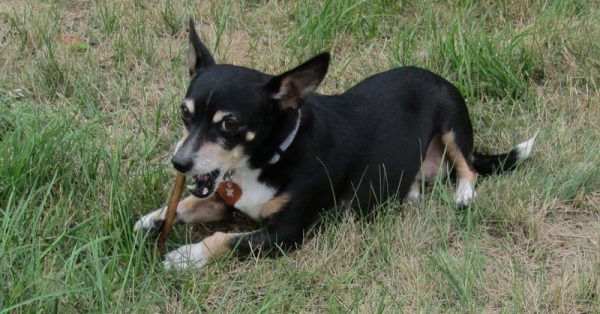 cane disabile felice