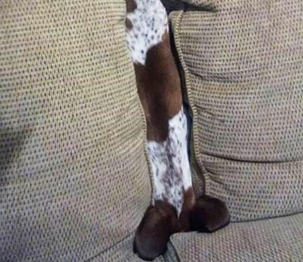 cane a testa in giù sul divano
