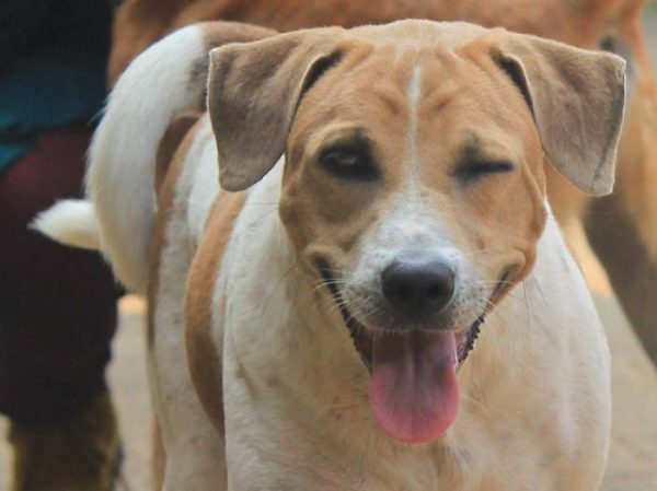 cane che strizza l'occhio