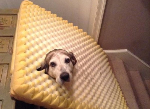 cane con la testa in un materasso