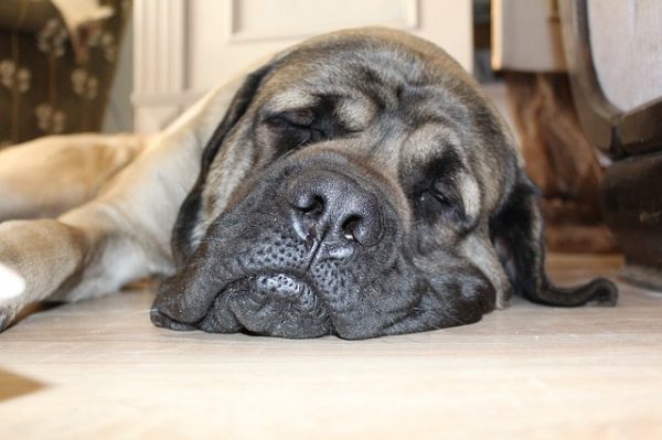 Cani drogati di marijuna, allarme in Canada