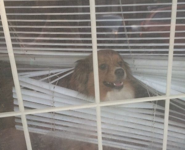 cane con testa tra le tende