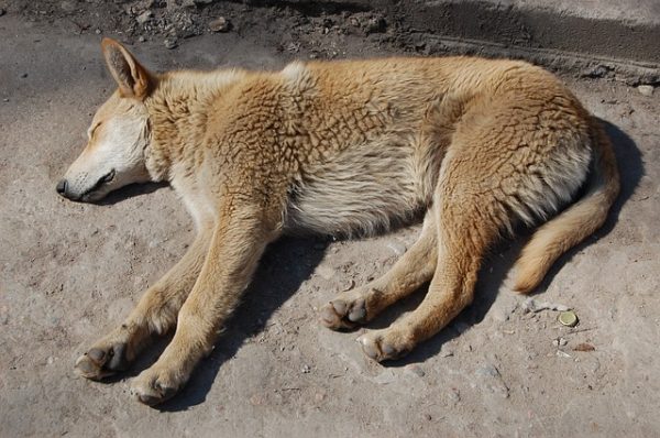 Abbandono animali, telecamere accese sui proprietari infedeli