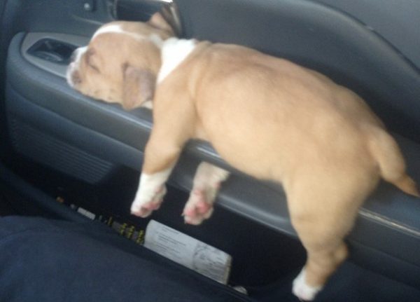 cane dorme in auto
