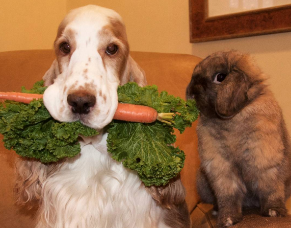 cane e coniglio