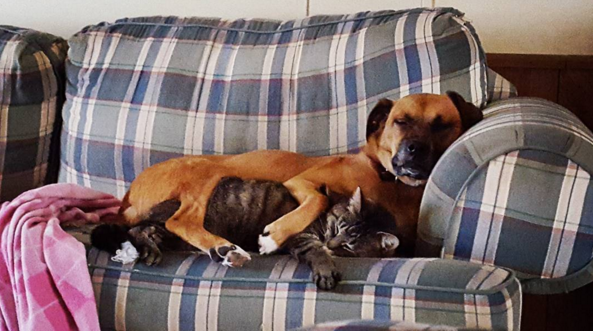 cane e gatto su divano