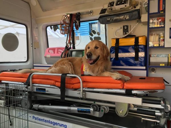 AMBULANZA VETERINARIA, Animali, prima ambulanza della Croce Rossa a Bolzano