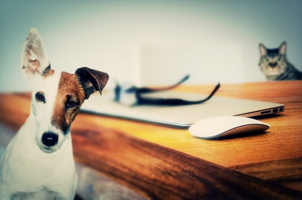 cane in primo piano e gatto sullo sfondo