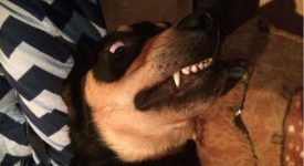 10 cani campioni di simpatia e sorrisi (FOTO)