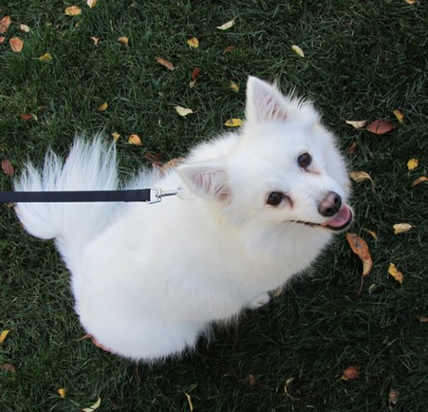 cane piccolo bianco