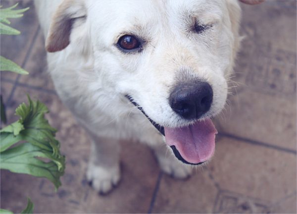 cane simpatico in primo piano