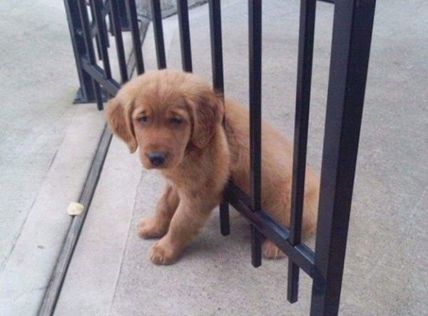 cane tra le sbarre di un cancello