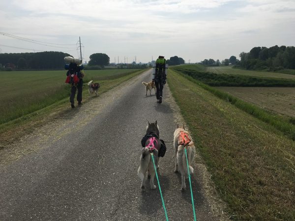 cani e uomini in cammino