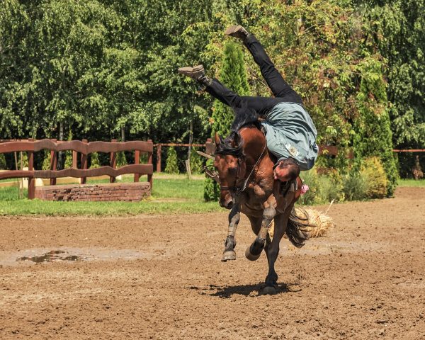 Cavallo amico, niente macello per Furia e la tutela per legge