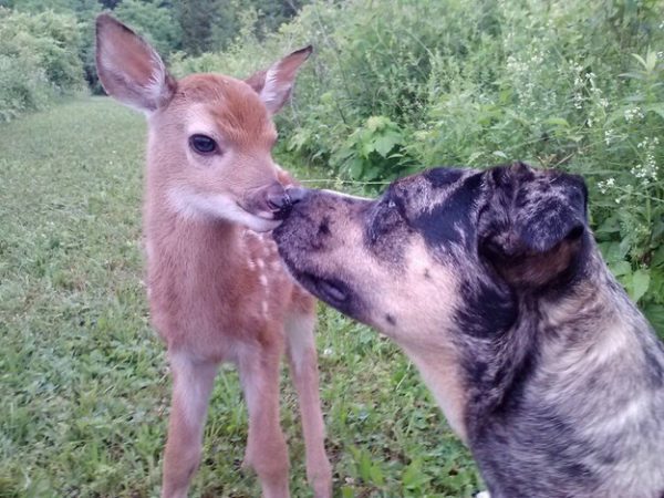 cerbiattino e cane