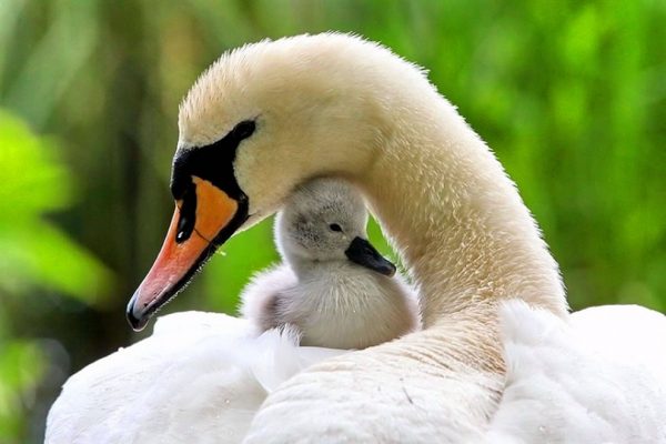 cigno con anatroccolo