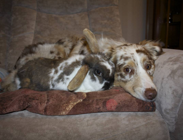coniglio e cane su divano