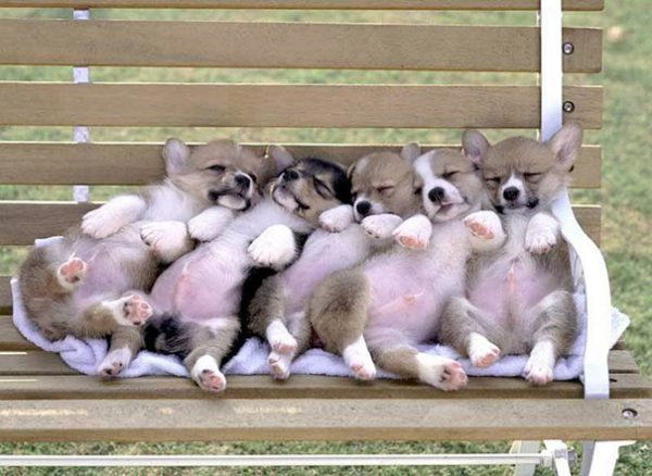 cuccioli di corgi su una panchina
