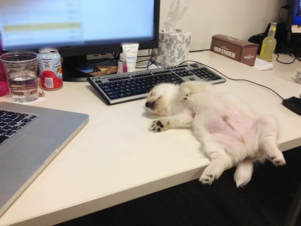 cucciolo di cane su scrivania