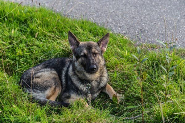 cane intrappolato in autostrada