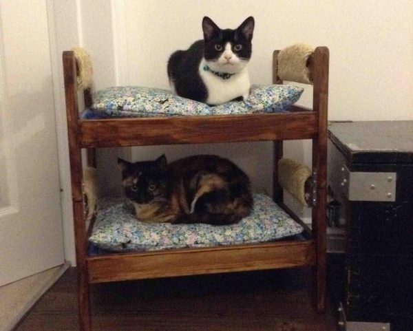 due gatti in piccolo letto a castello