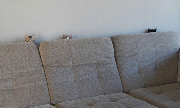 gatti dietro divano