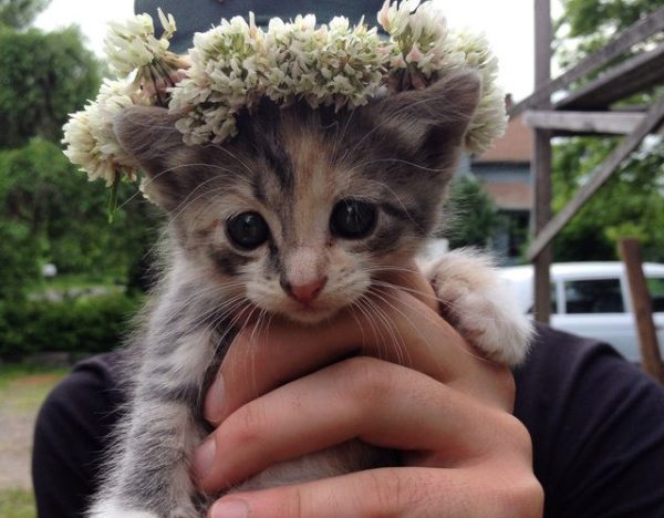 gattino con fiori in testa